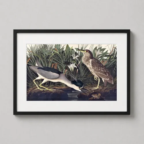 Night Heron Art Print, John James Audubon Birds of America