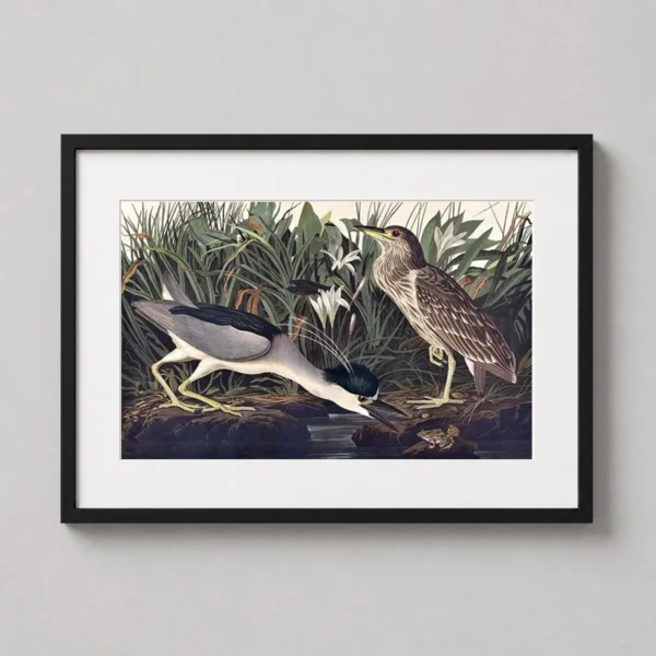 Night Heron Art Print, John James Audubon Birds of America