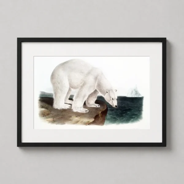 Polar Bear, Ursus Maritimus Audubon Illustration Art Print