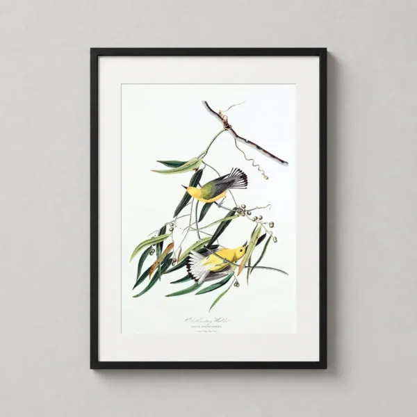 Prothonotary Warbler Audubon Botanical Illustration Art Print