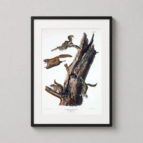 Common Flying Squirrel Audubon Scientific Illustration Art Print
