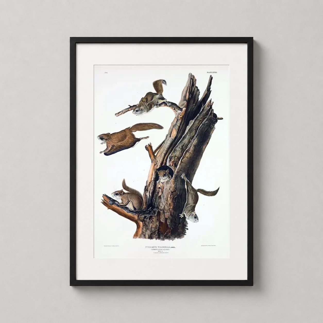 Room mockup of Common Flying Squirrel Audubon Scientific Illustration Art Print, displayed as framed wall art in a bedroom setting as a portrait print.