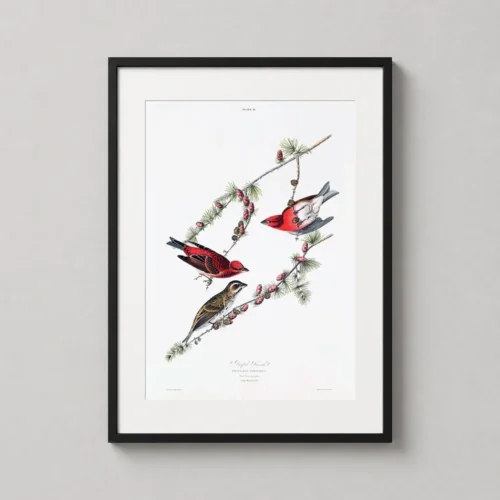 Purple Finch, John James Audubon Vintage Bird Art Print