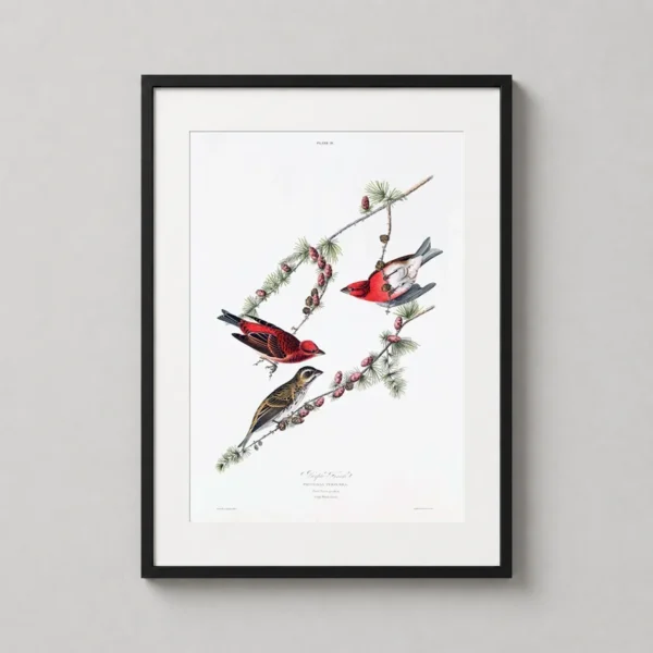 Purple Finch, John James Audubon Vintage Bird Art Print
