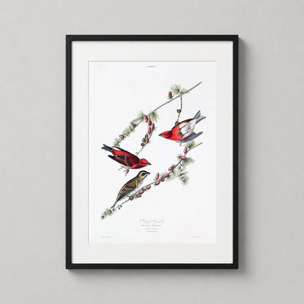 Room mockup of Purple Finch, John James Audubon Vintage Bird Art Print, displayed as framed wall art in a bedroom setting as a portrait print with red, purple, and white tones.
