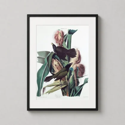 Audubon Grackle Print – Classic 1827 Purple Grackle Ornithology Wall Art framed wall art mockup