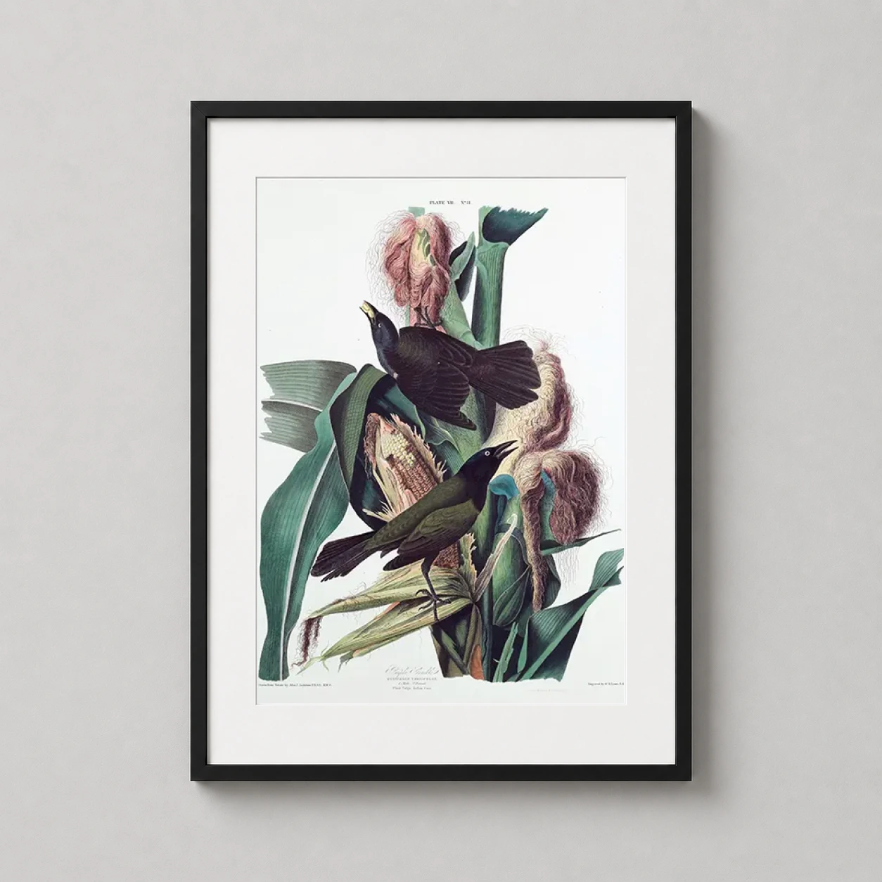 Room mockup of Audubon Purple Grackle and Indian Corn Botanical Bird Art Print, displayed as framed wall art in a bedroom setting as a portrait print with blue, pink, and purple tones.