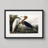 John James Audubon Purple Heron Bird Illustration Art Print
