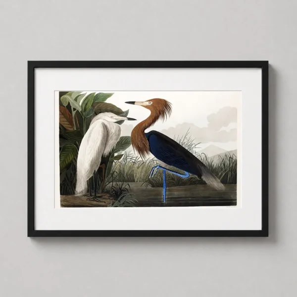 John James Audubon Purple Heron Bird Illustration Art Print