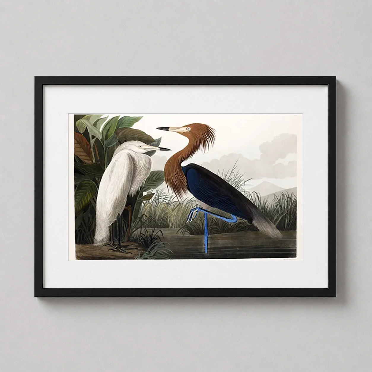 John James Audubon Purple — detailed botanical illustration of a Purple Heron with its striking