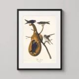 John James Audubon Purple Martin Bird Illustration Art Print