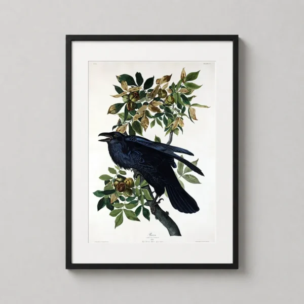 John James Audubon Raven Bird Illustration Art Print