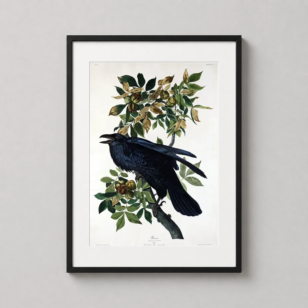 John James Audubon Raven — detailed naturalist illustration of a Common Raven perched amidst leafy
