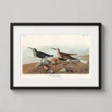 Red-backed Sandpiper John James Audubon Bird Art Print