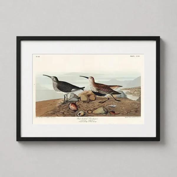 Red-backed Sandpiper John James Audubon Bird Art Print