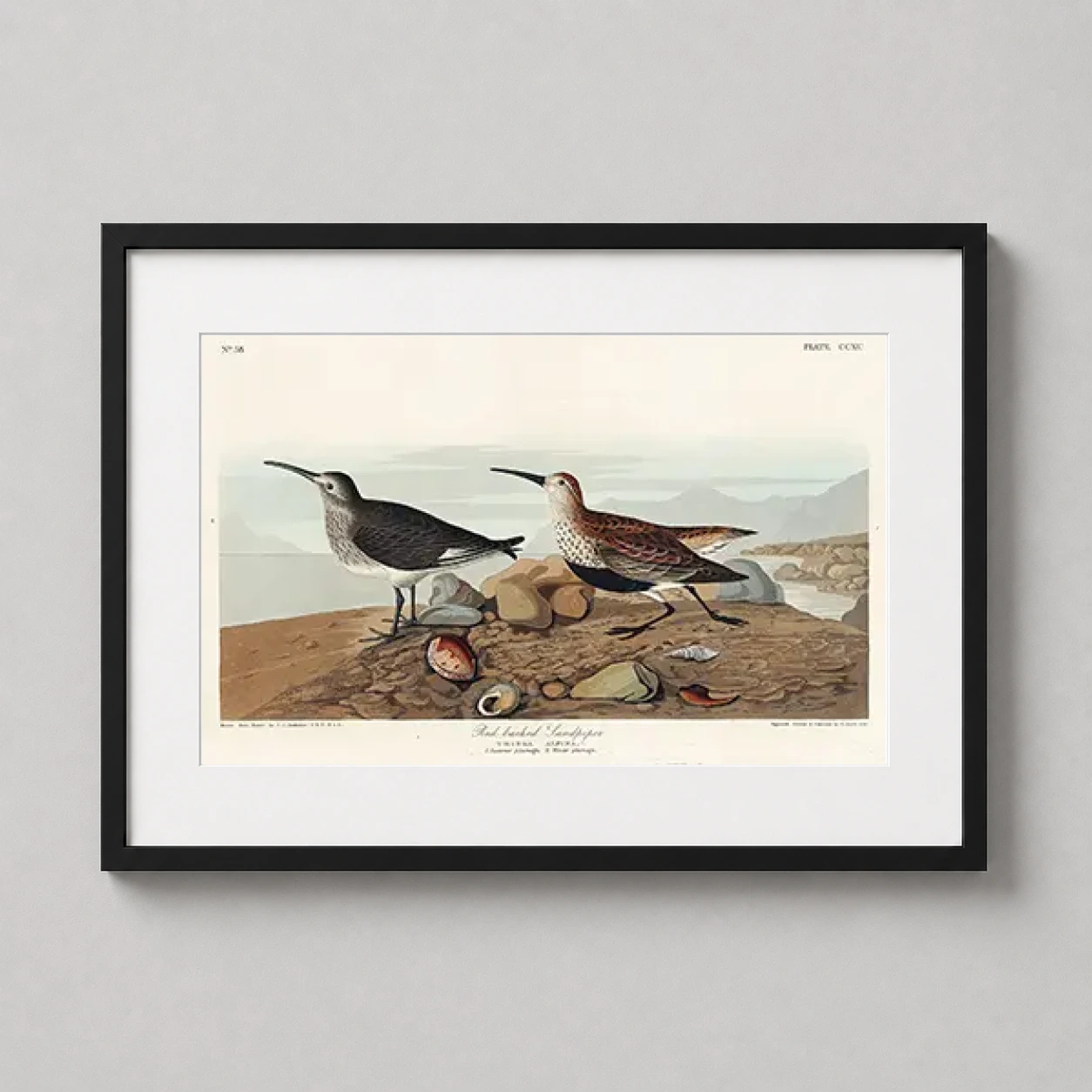 Red-backed Sandpiper John James — detailed Audubon illustration of two Red-backed Sandpipers on a rocky