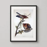 Audubon Red-shouldered Hawk Illustration, Vintage Bird Art Print