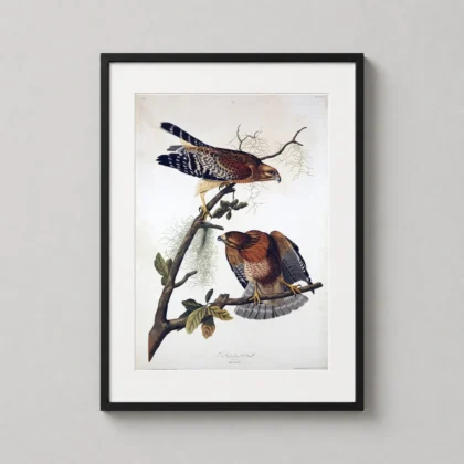 Audubon Hawk – Red – Shouldered Hawk Vintage Bird wall print with period-inspired character by MerchFuse