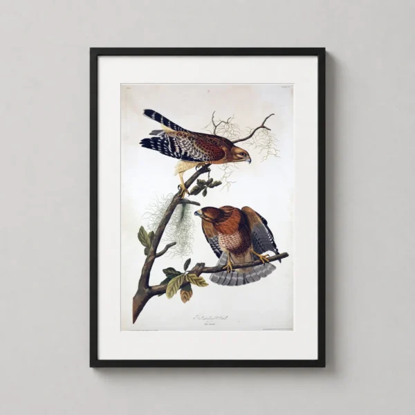 Audubon Red-shouldered Hawk Illustration, Vintage Bird Art Print