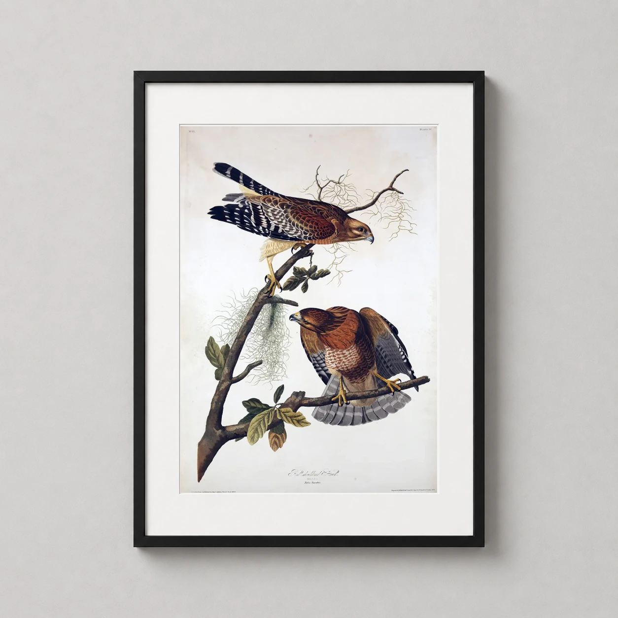 Room mockup of Audubon Red-shouldered Hawk Illustration, Vintage Bird Art Print, displayed as framed wall art in a bedroom setting as a portrait print with red tones.