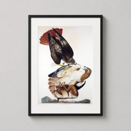 Authentic Red-tailed Hawk Print – Audubon Birds of America 1829 Poster framed wall art mockup
