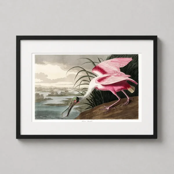 Roseate Spoonbill Bird Illustration by John James Audubon Art Print