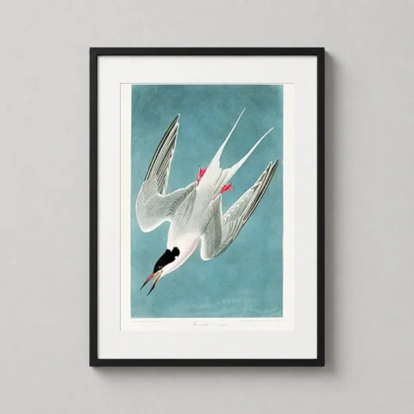 Roseate Tern Art Print, John James Audubon Bird Illustration