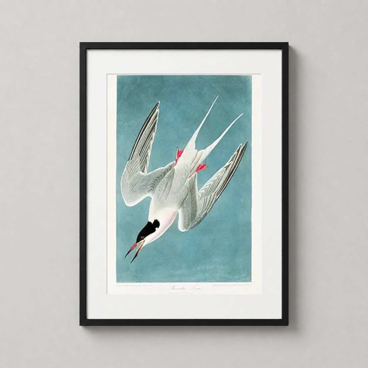 Room mockup of Roseate Tern Art Print, John James Audubon Bird Illustration, displayed as framed wall art in a bedroom setting as a portrait print with teal, pink, and grey tones.