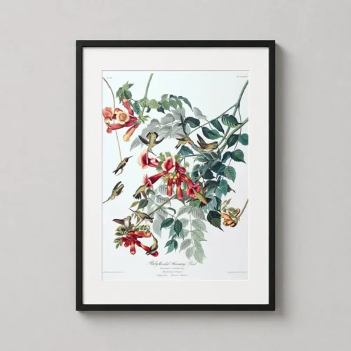 Ruby-Throated Hummingbird and Trumpet Flower, Audubon Art Print