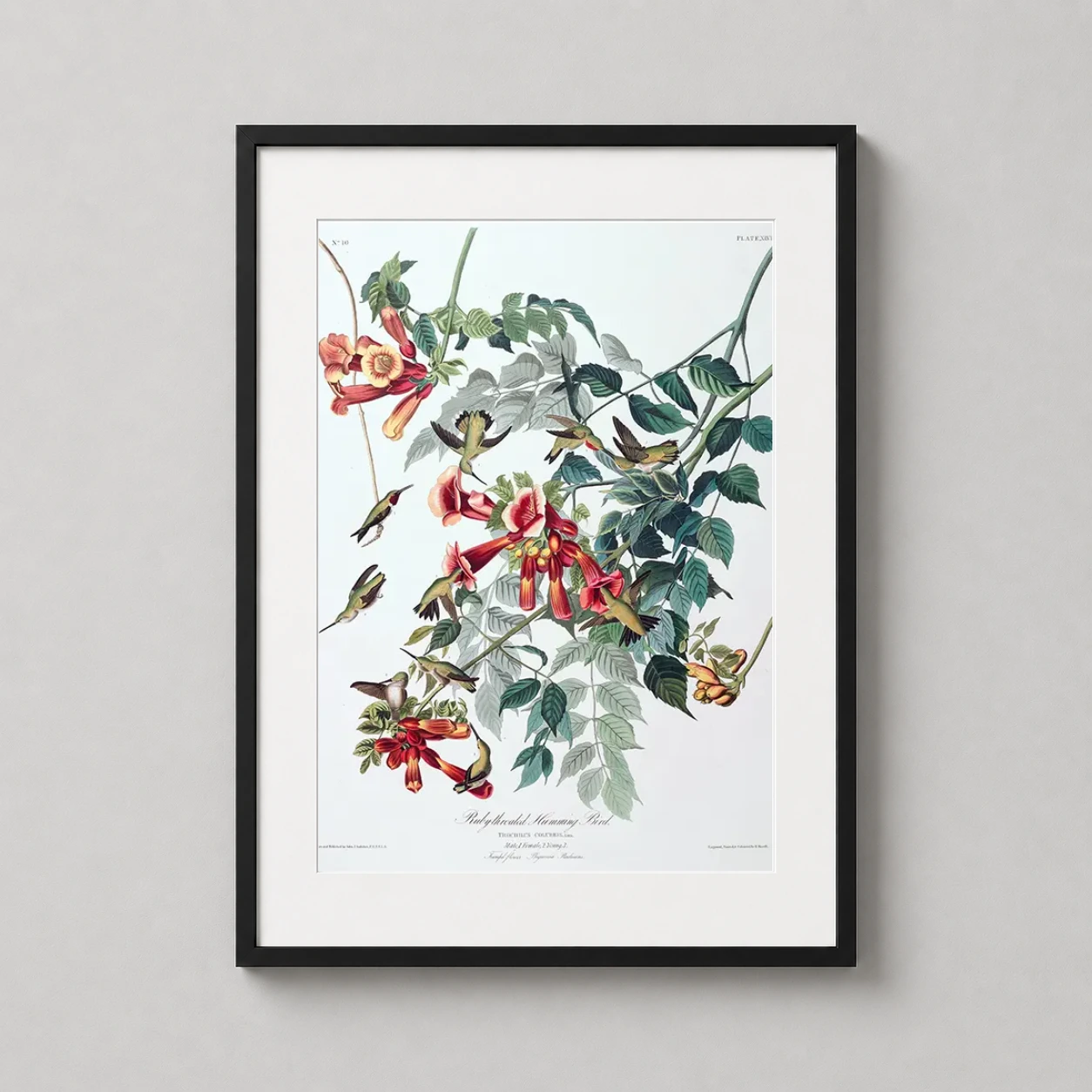 Room mockup of Ruby-Throated Hummingbird and Trumpet Flower, Audubon Art Print, displayed as framed wall art in a bedroom setting as a portrait print with yellow and orange tones.