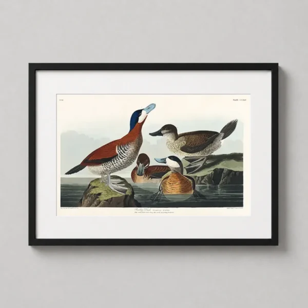 Ruddy Duck John James Audubon Birds of America Bird Art Print