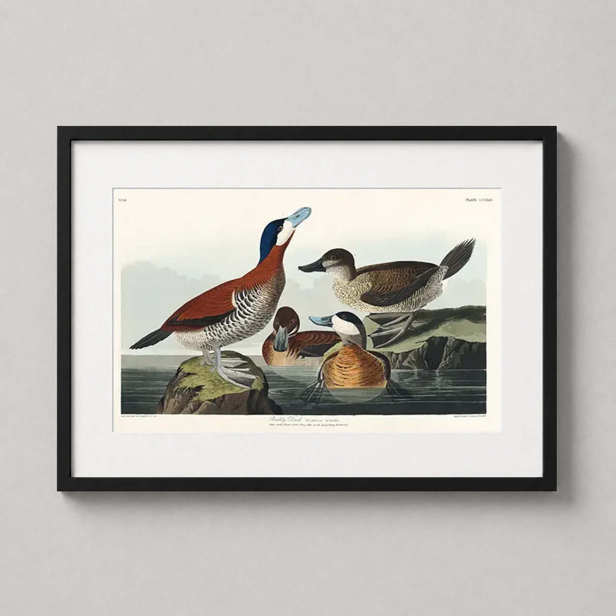 Room mockup of Ruddy Duck John James Audubon Birds of America Bird Art Print, displayed as framed wall art in a bedroom setting as a landscape print with blue tones.