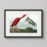 Scarlet Ibis, Audubon Birds of America Scientific Art Print