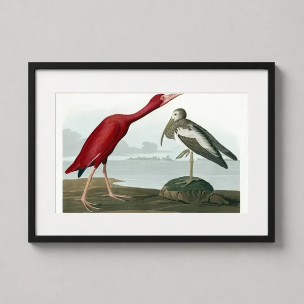 Scarlet Ibis, Audubon Birds of America Scientific Art Print