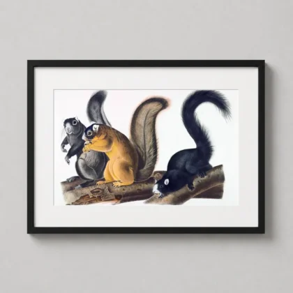 Authentic Fox Squirrel Print – 1845 Audubon Natural History Wall Art framed wall art mockup