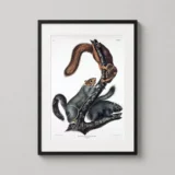 John James Audubon Cat Squirrel Wildlife Illustration Art Print