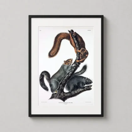 Audubon squirrel print – Sciurus Cinereus 1843 Natural History Wall Art framed wall art mockup