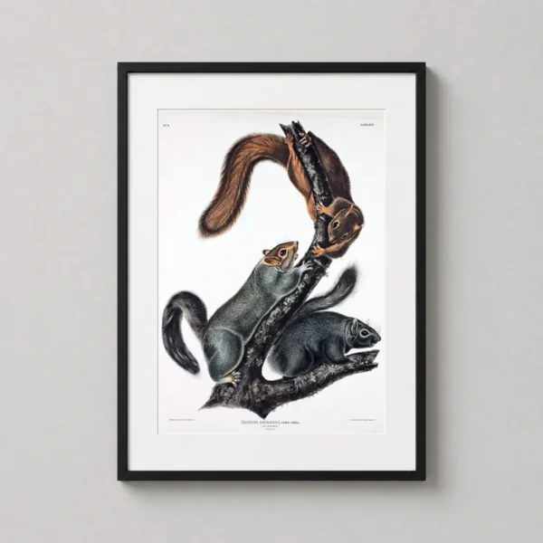 John James Audubon Cat Squirrel Wildlife Illustration Art Print