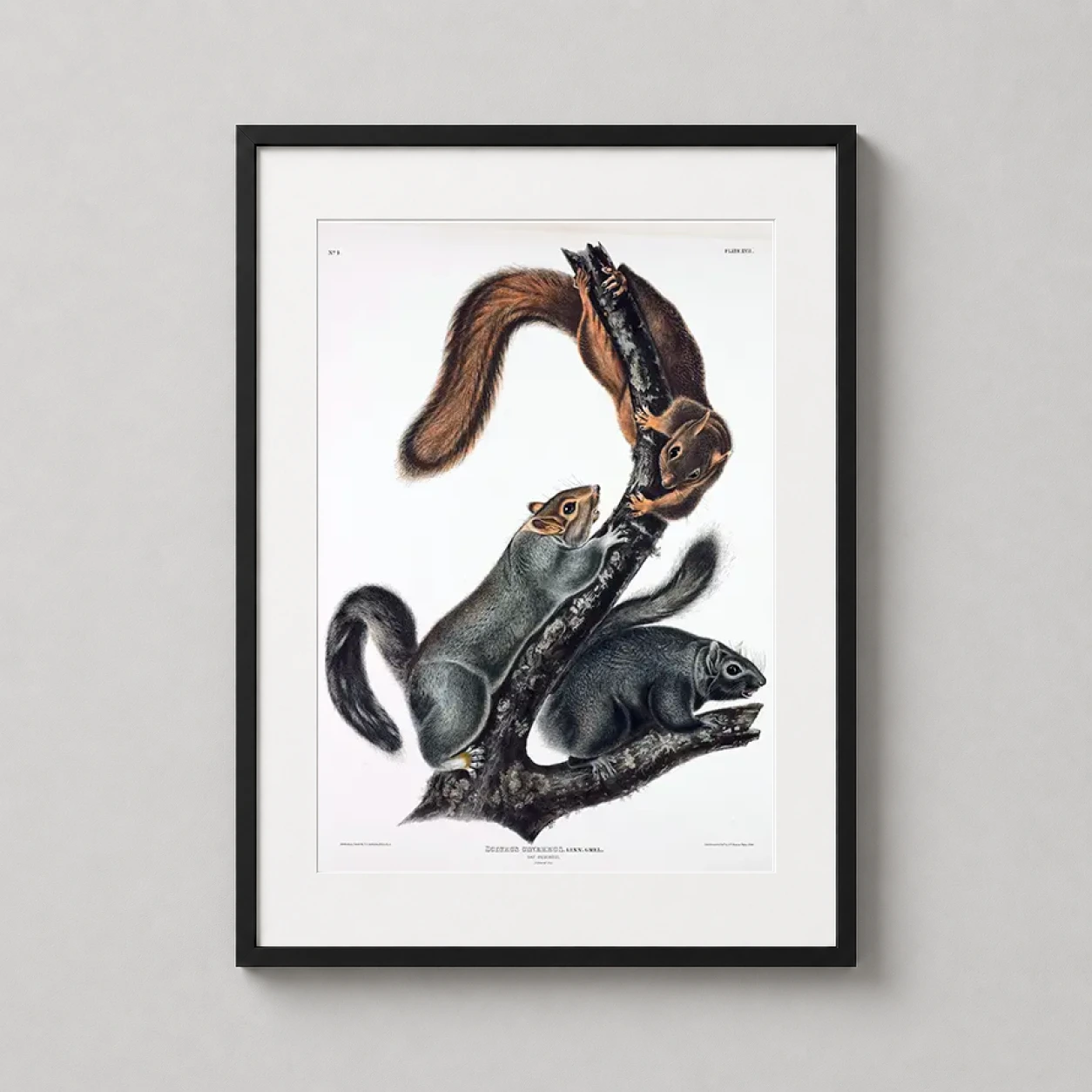 Room mockup of John James Audubon Cat Squirrel Wildlife Illustration Art Print, displayed as framed wall art in a bedroom setting as a portrait print with cream, grey, and black tones.