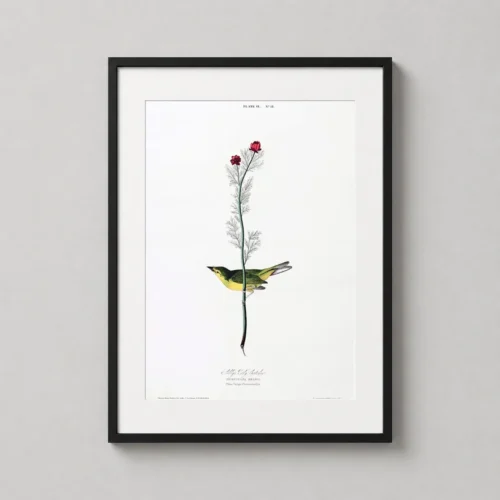 Selby's Flycatcher and Pheasant's Eye Bird Art Print