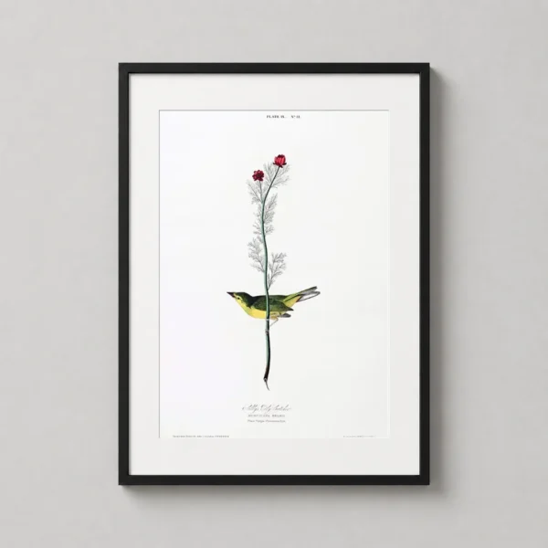 Selby's Flycatcher and Pheasant's Eye Bird Art Print
