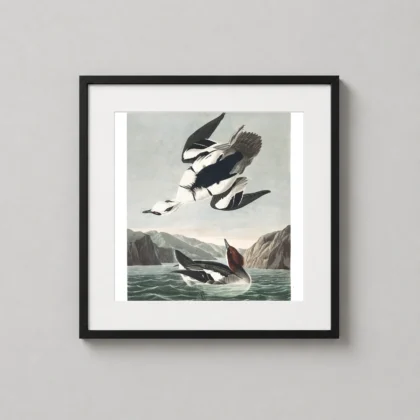 Audubon Smew Print – Vintage Birds of America 1835 Wildlife Wall Art framed wall art mockup