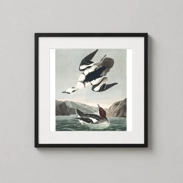 Audubon Smew or White Nun Bird Art Print, Birds of America