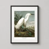 Snowy Heron White Egret Audubon Bird Art Print