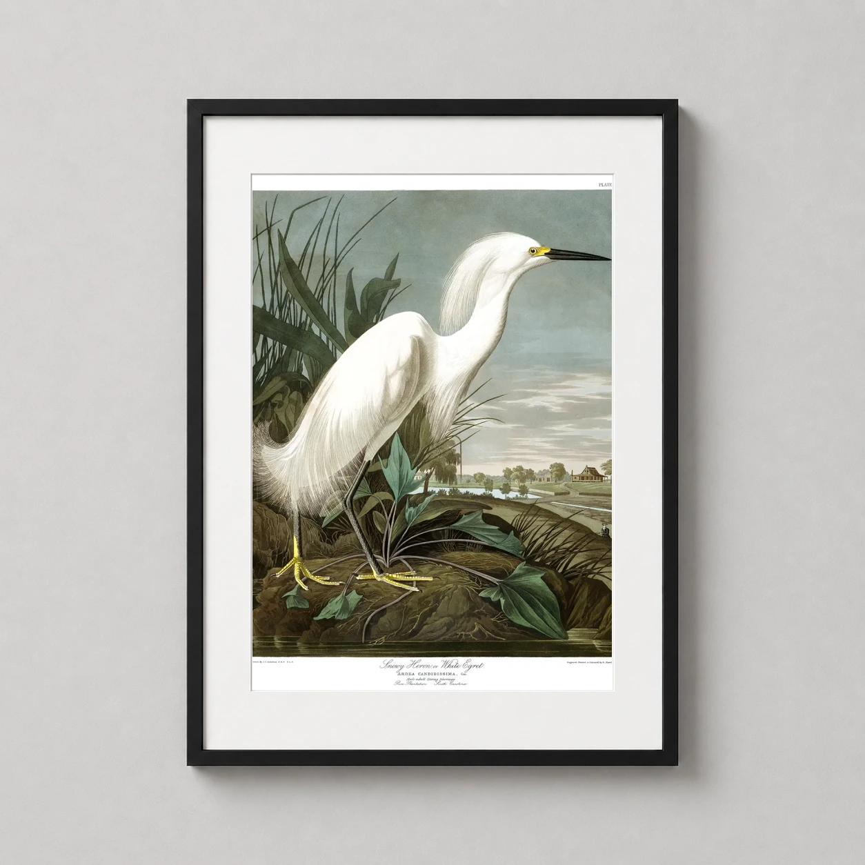 Snowy Heron White Egret — detailed fine art print of a Snowy Heron with white plumage standing by