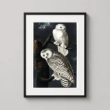 Snowy Owl Audubon Birds of America Illustration Art Print