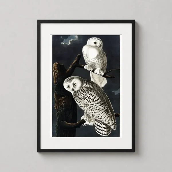 Snowy Owl Audubon Birds of America Illustration Art Print