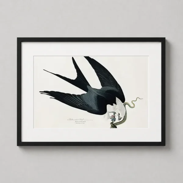 Swallow-tailed Hawk, John James Audubon Birds of America Art Print