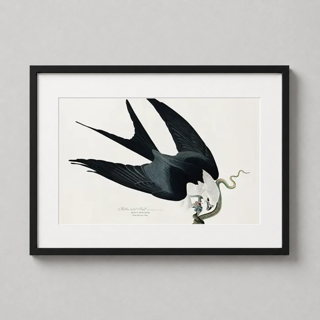 Room mockup of Swallow-tailed Hawk, John James Audubon Birds of America Art Print, displayed as framed wall art in a bedroom setting as a landscape print with green tones.