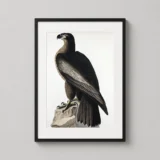 The Bird of Washington Audubon Sea Eagle Fine Art Print